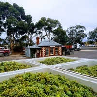 Peter Lehmann Wines, Tanunda