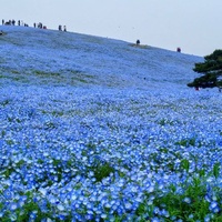 Hitachi Seaside Park, Hitachinaka