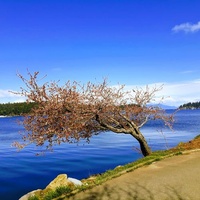 Maffeo Sutton Park, Nanaimo