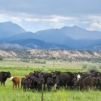 Buena Vista, CO