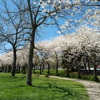 Spencer Smith Park, Burlington